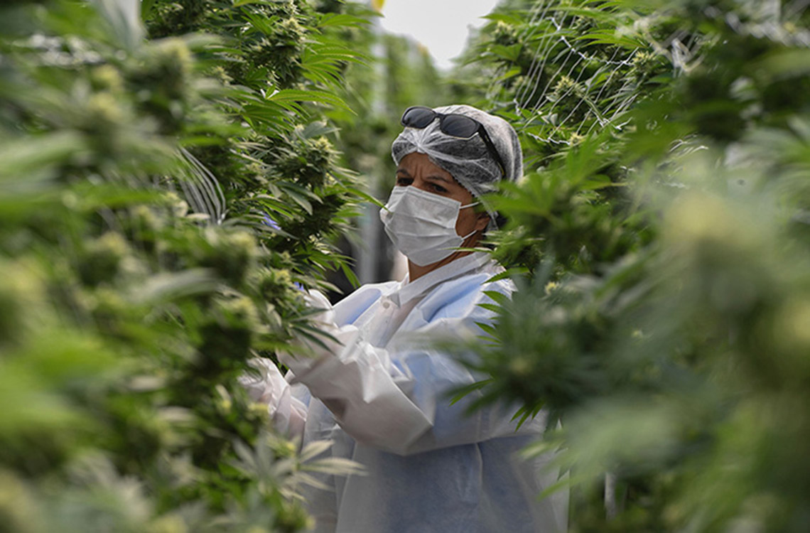 Arbetare på cannabisplantager.