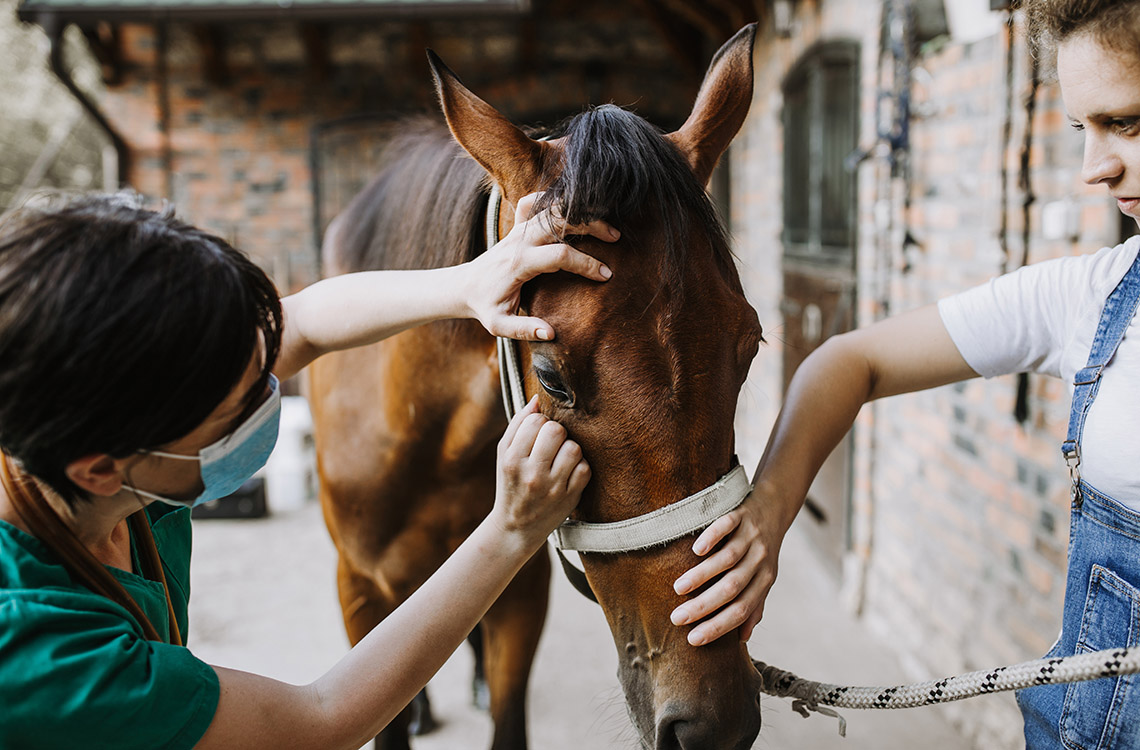 Kaksi naista hoitaa hevosta. 
