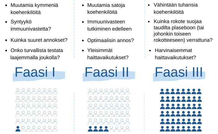 Kliinisten rokotetutkimusten vaiheet eli faasit. Sisältö on leipätekstissä yllä.