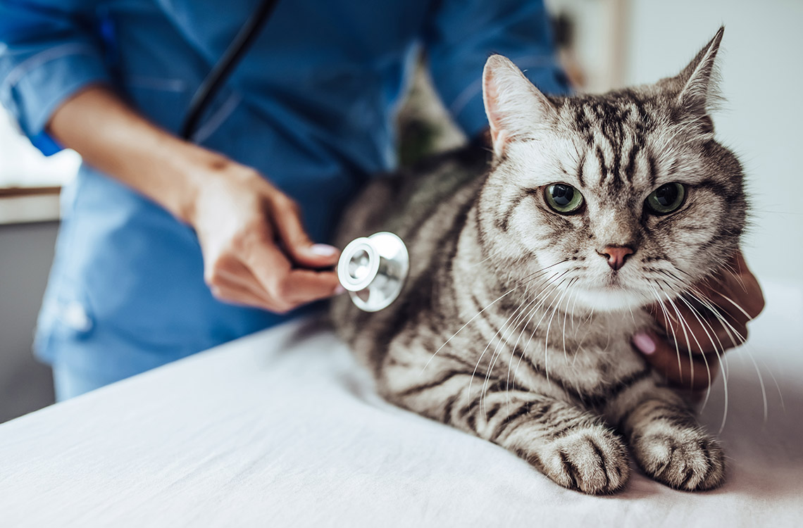 Eläinlääkäri kuuntelee kissan sydämenlyöntejä.