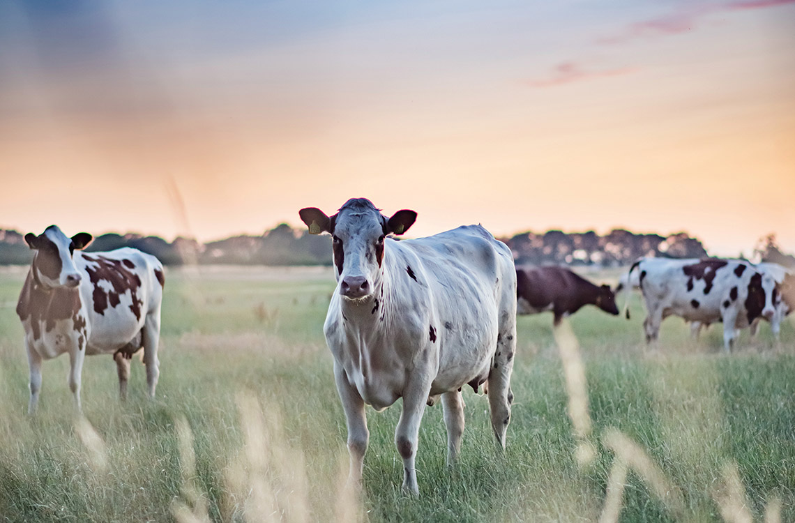 Lehmiä seisoo kesäisellä laitumella ilta-auringon laskiessa. 