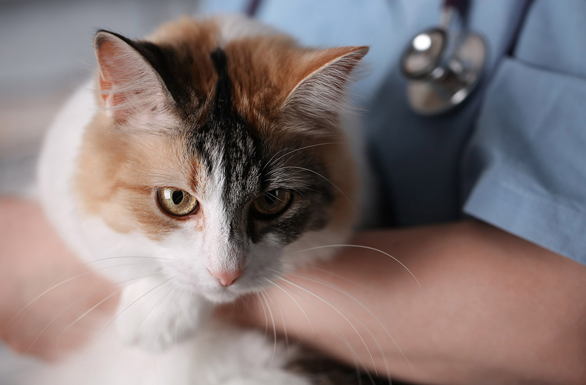 Eläinlääkäri pitää kissaa sylissään. 